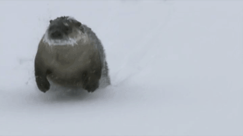 GIF-of-Otter-Sliding-on-the-Snow
