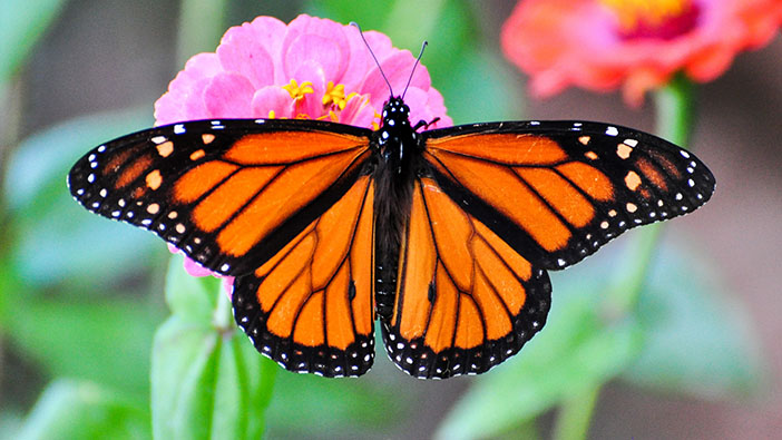 Monarch Butterfly by photographer Peter Miller | meljoulwan.com